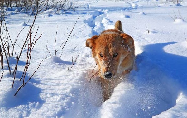 labirinto di neve