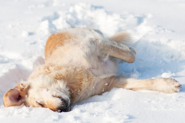 cane che si rotola sulla neve