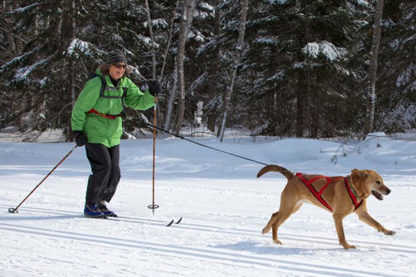 skijoring con il cane