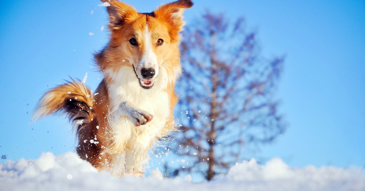 6 giochi che puoi fare con il cane sulla neve