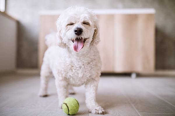 cane felice in casa