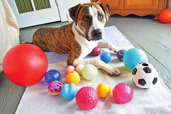 giochi per il cane in casa