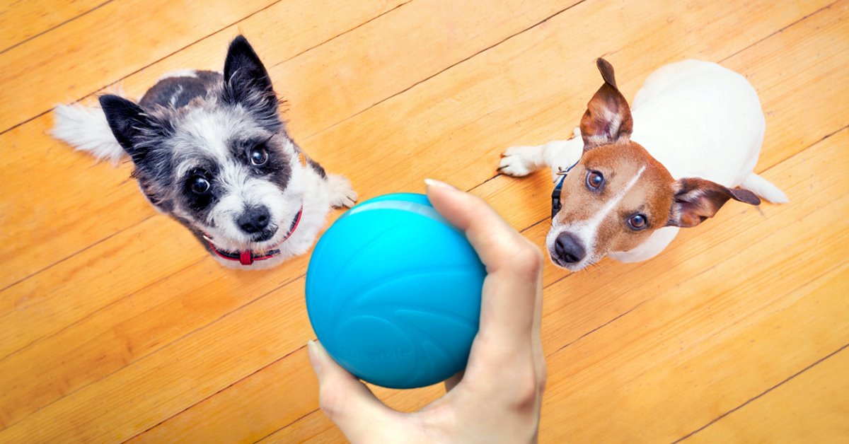 cani giocano con la pallina