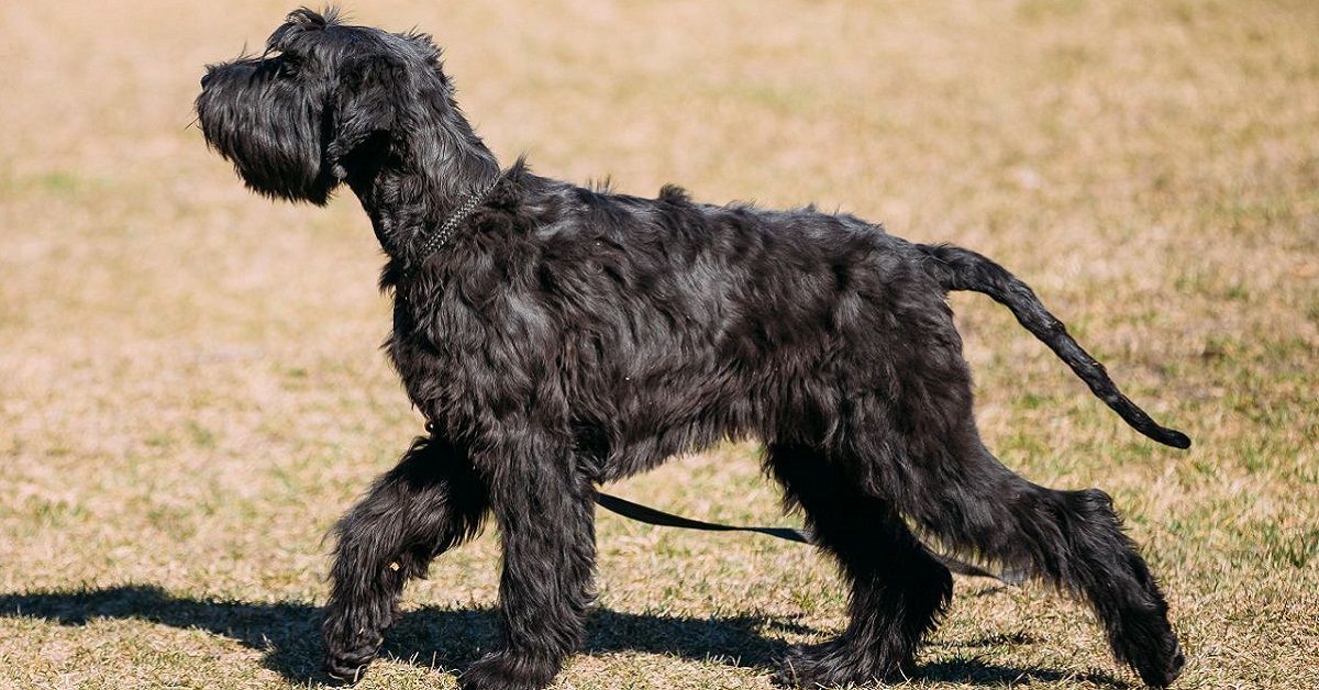 Globuli bianchi bassi nel cane: cosa significa e come agire