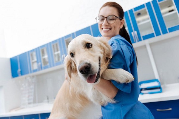 cane e veterinaria