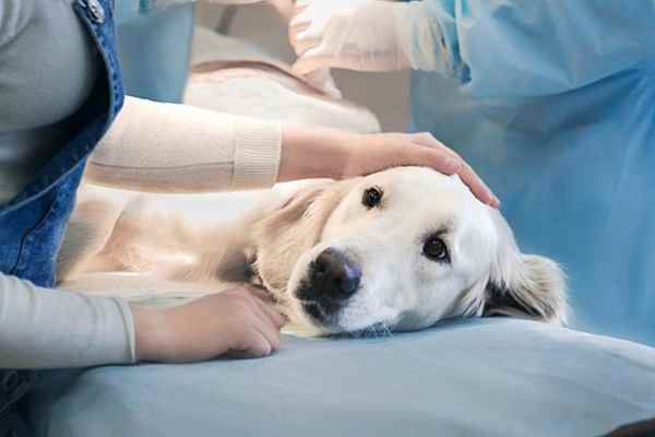 cane dal veterinario