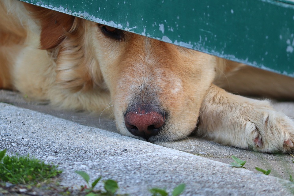 I cani sentono gli odori dei fossili? O solo alcuni di loro possono?