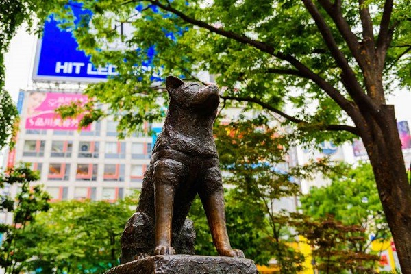 cane hachiko statua