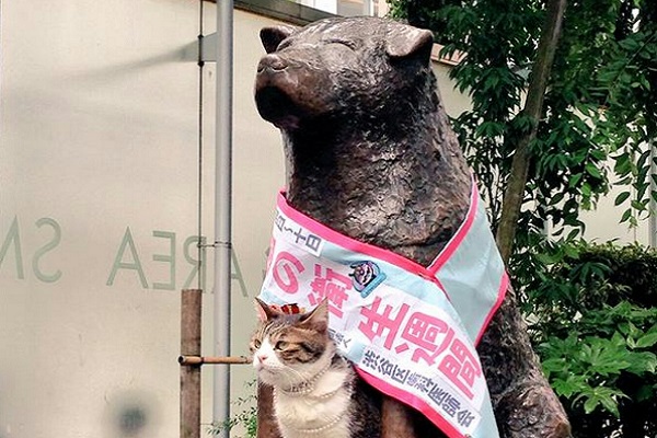 gatto sotto statua cane hachiko