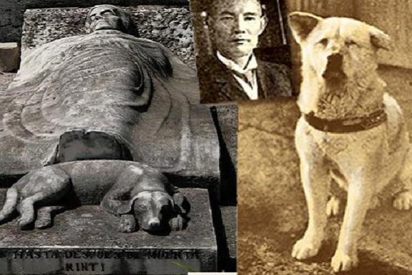 collage cane hachiko