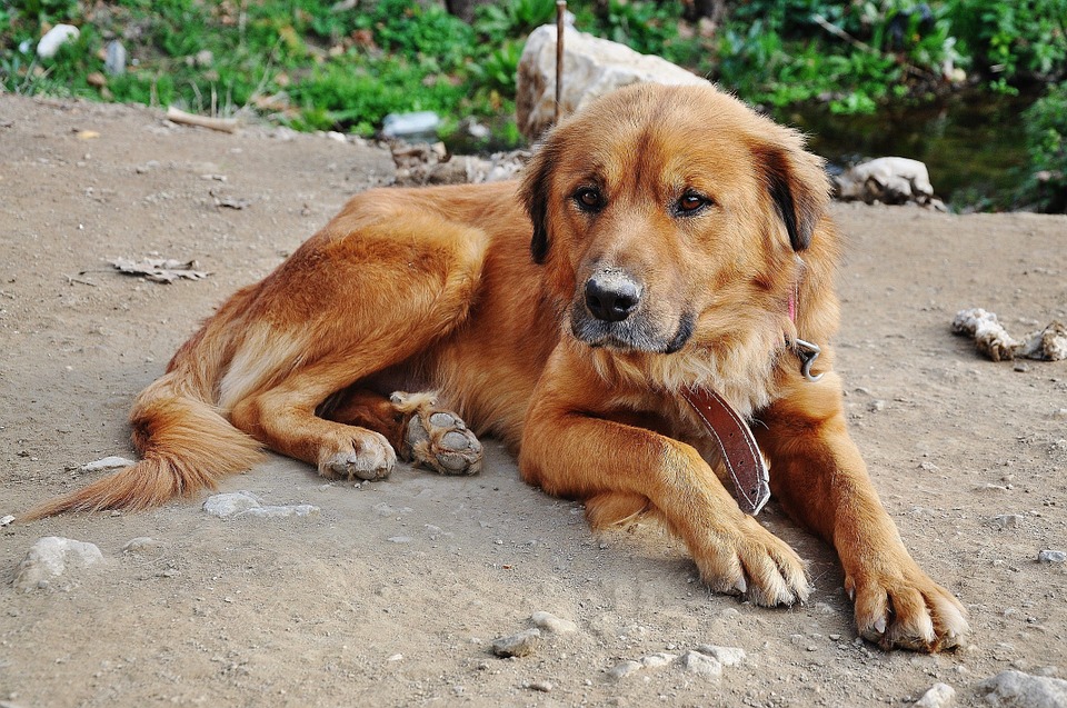 I cani da salvataggio sentono la morte e possono predirla?
