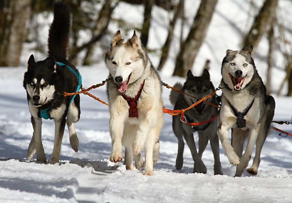 Ricordate Balto? Ecco tutta la verità sul cane da slitta più famoso