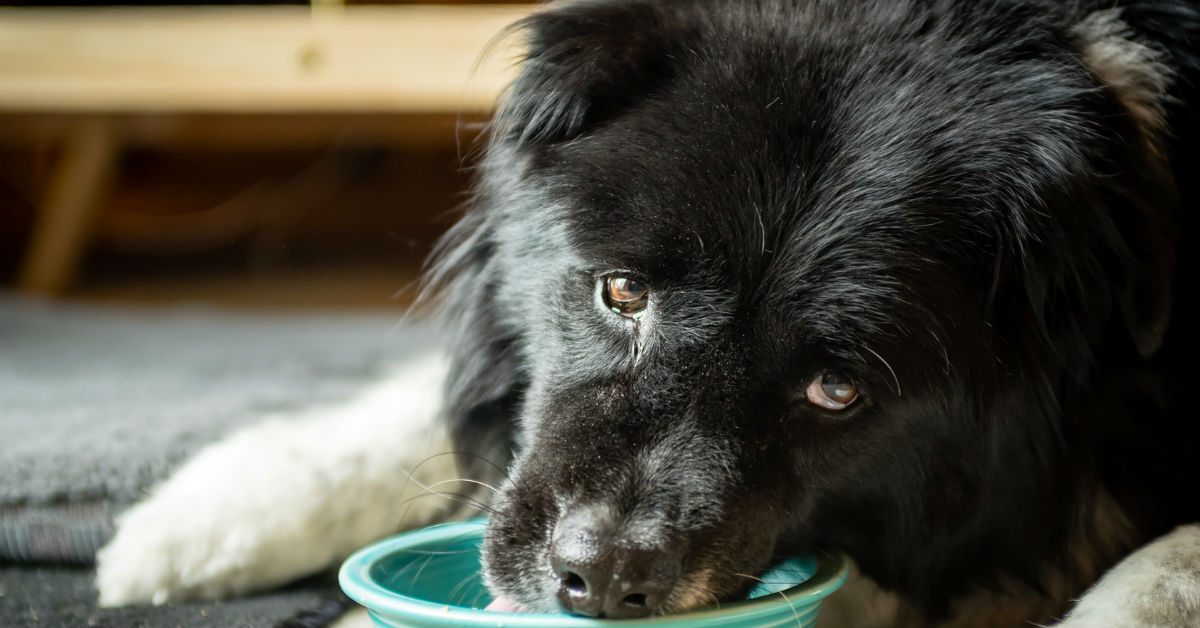 I cani possono mangiare i tortellini?