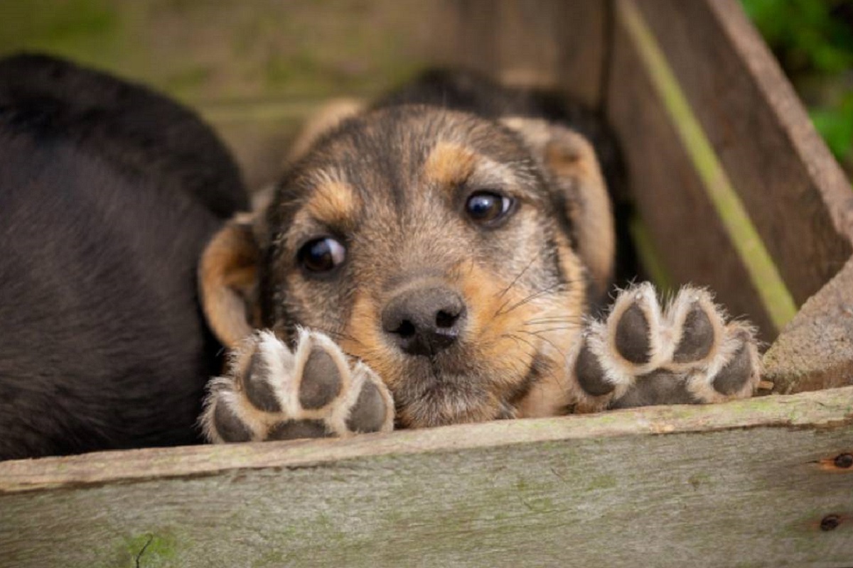 cucciolo di cane nascosto