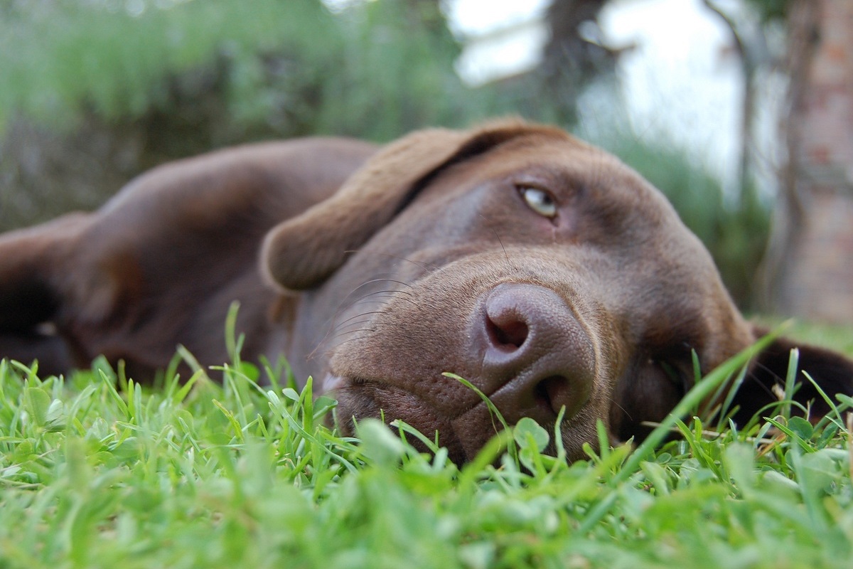 cane letargico