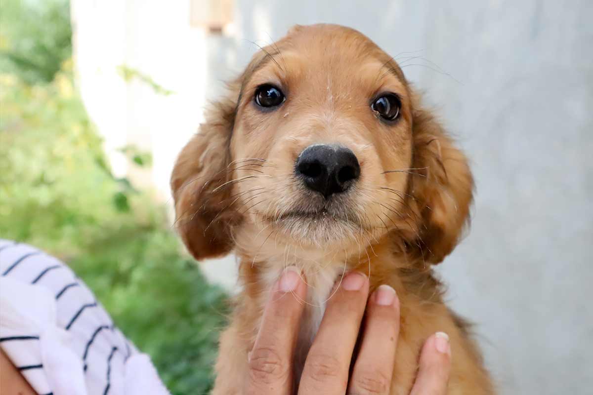 cucciolo di cane in braccio