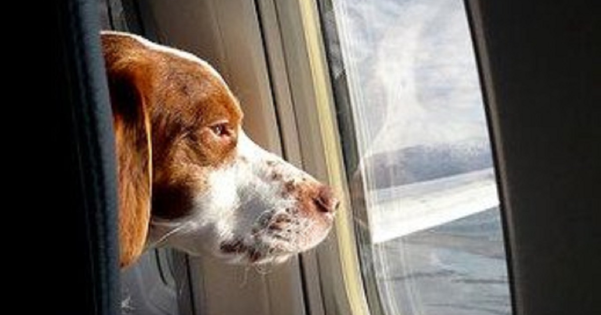 I cani saranno ora ammessi a bordo grazie alla compagnia aerea Delta