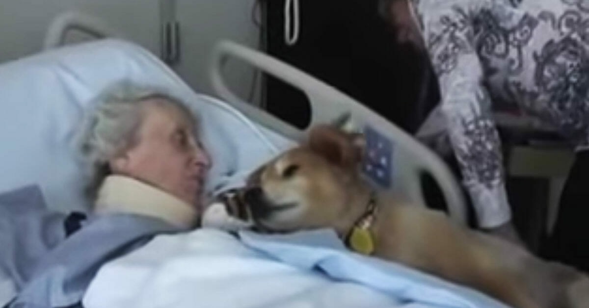 Il cane assiste l’anziana signora nei suoi ultimi attimi di vita