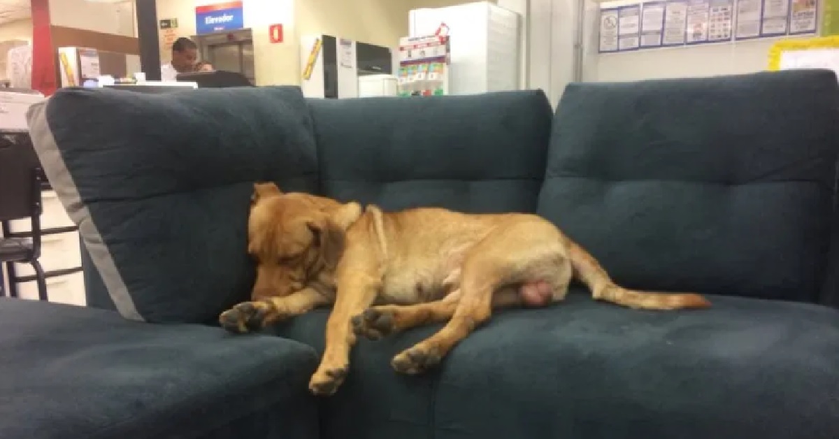 Il cane dorme sui divani del negozio, un dipendente dell’impresa lo adotta
