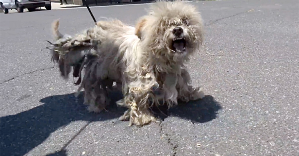 Il cane era estremamente aggressivo, i raggi x spiegarono il perché