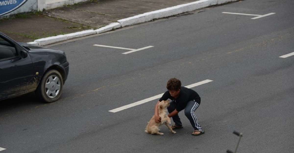 Il cane investito è stato salvato da un bambino corso per strada