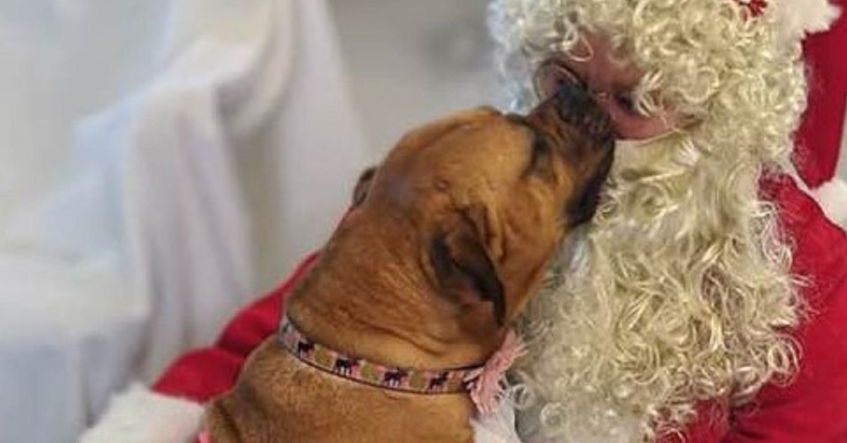 Il cane, stanco di attendere, chiede a Babbo Natale di essere adottato