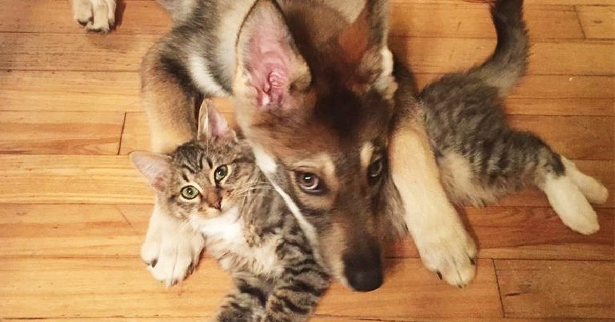 Il cane si innamora di un dolce gattino appena adottato