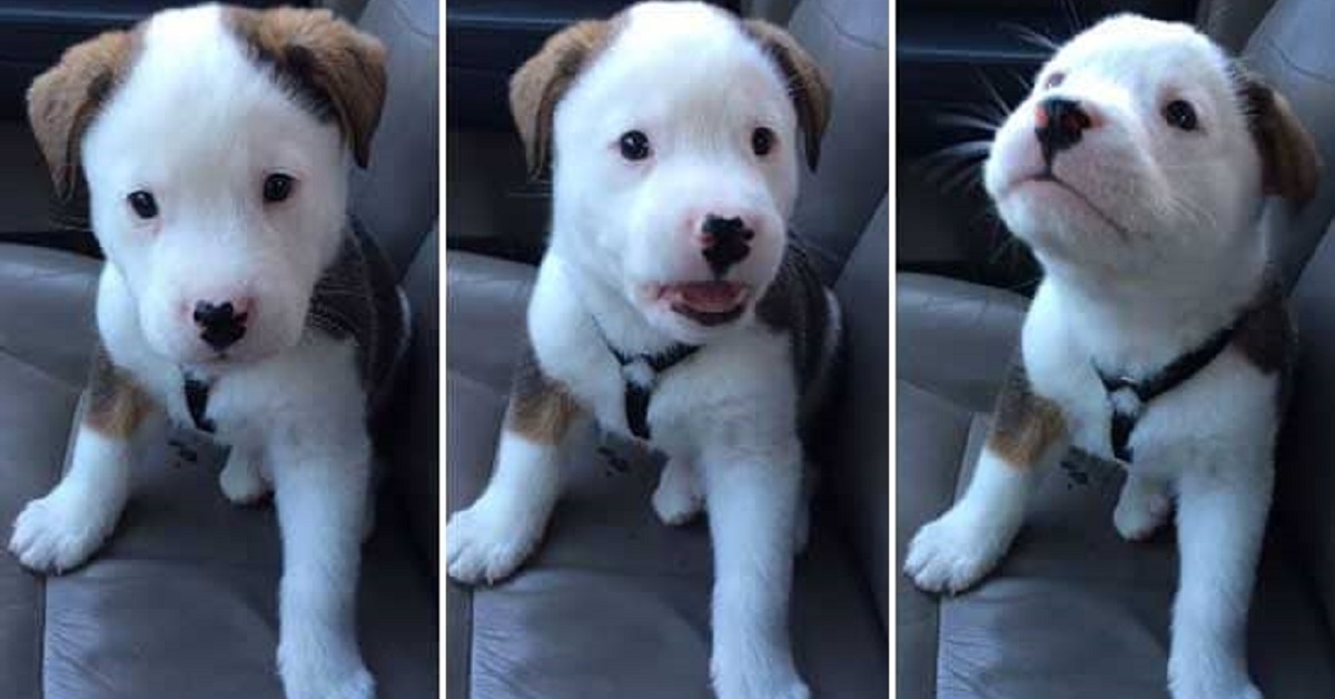 Il cucciolo ha il singhiozzo per la prima volta
