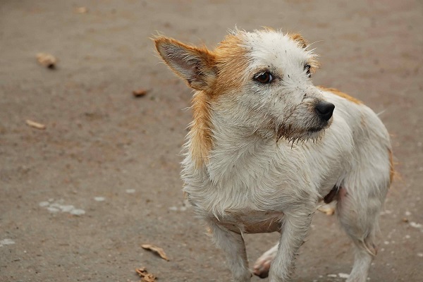 cane che fa i bisogni