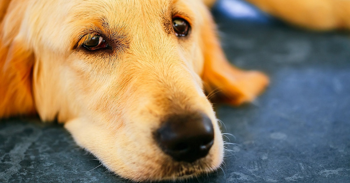 Incontinenza fecale nel cane: cause, sintomi e diagnosi
