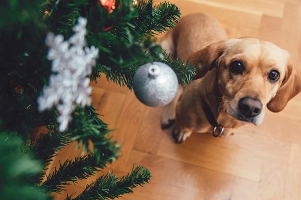 cane guarda albero di natale