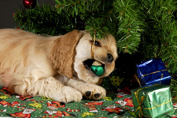 cane ch mangia pallina dell'albero di natale