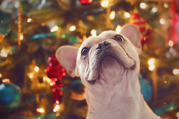 cane di piccola taglia e albero di natale