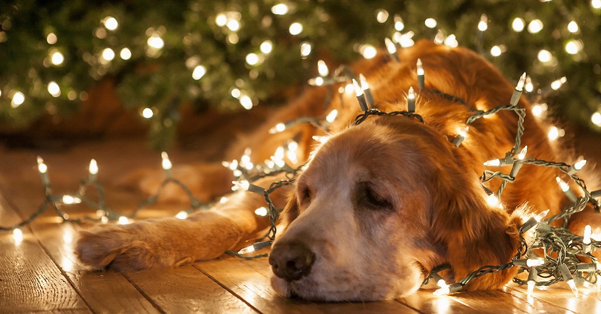 Come insegnare a un cane a stare lontano dall’albero di Natale