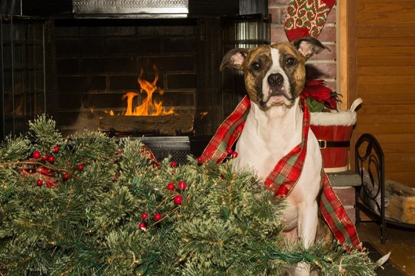 cane che ha abbattuto albero di natale