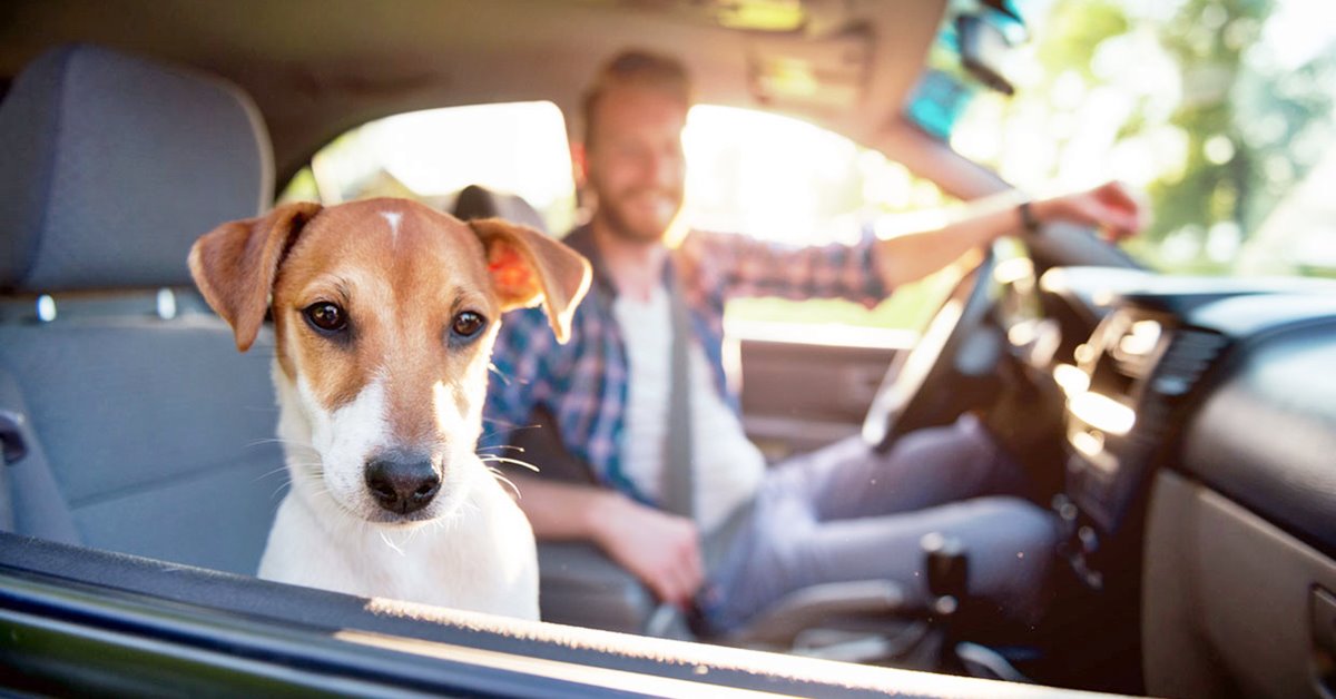 Come insegnare al cane a comportarsi bene in macchina