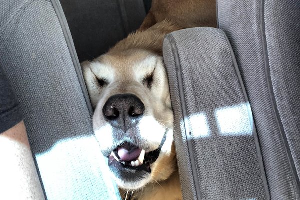 cane disturba in macchina