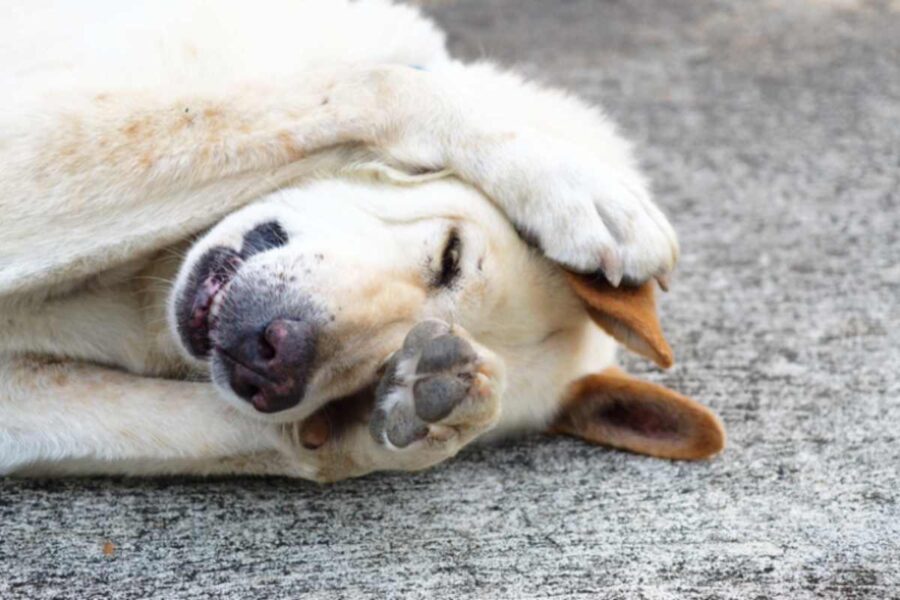 cane che si nasconde con le zampe