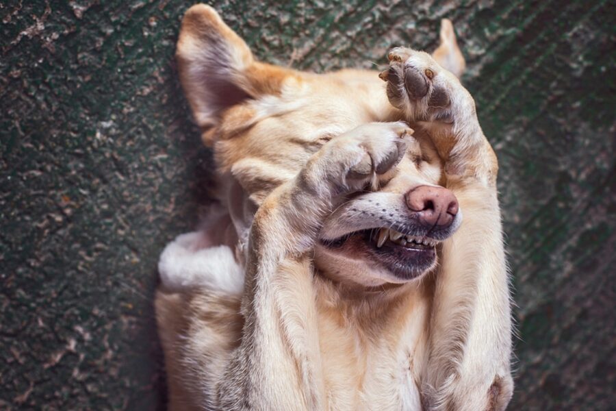 cane che si copre gli occhi