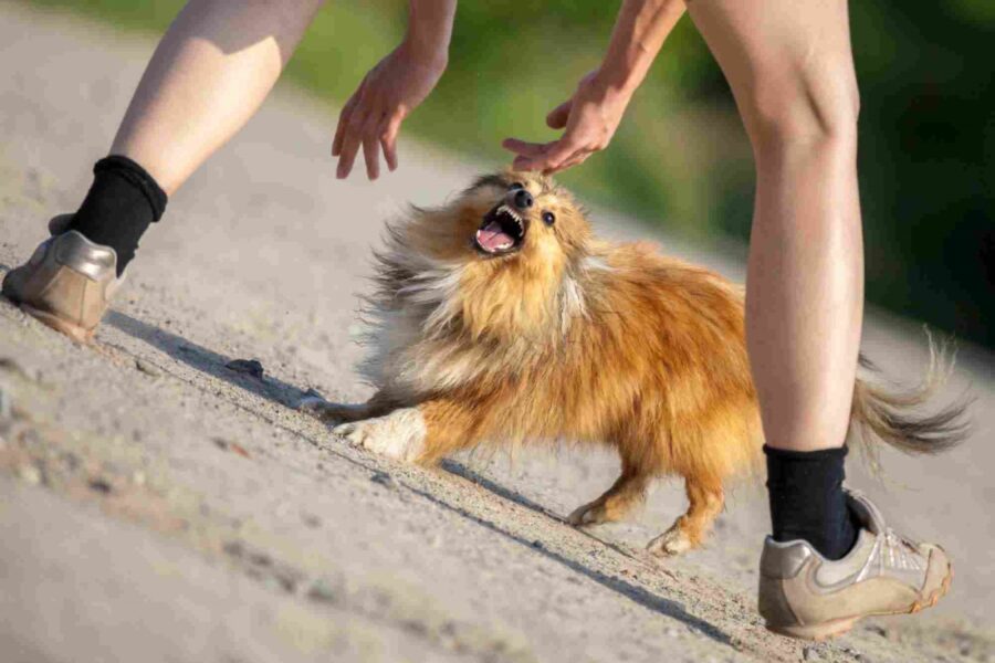 cane aggressivo con una persona