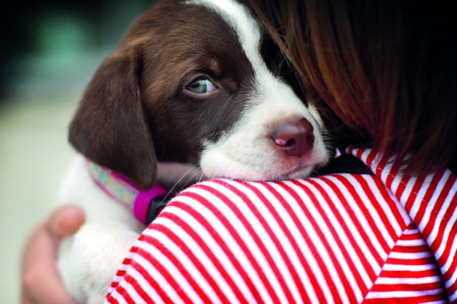 cucciolo di cane che guarda con circospezione