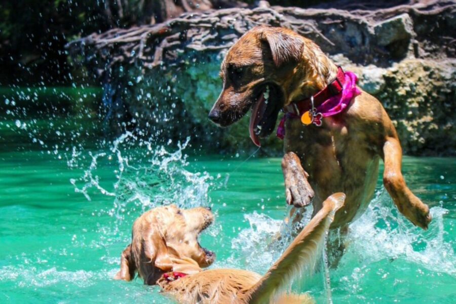 cani si divertono in piscina