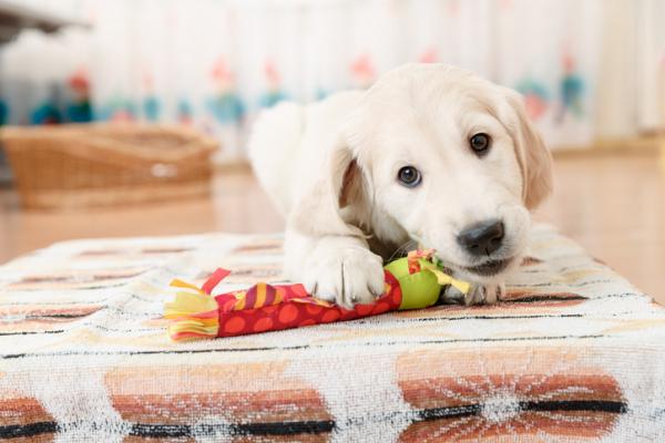 giocattoli per il cane