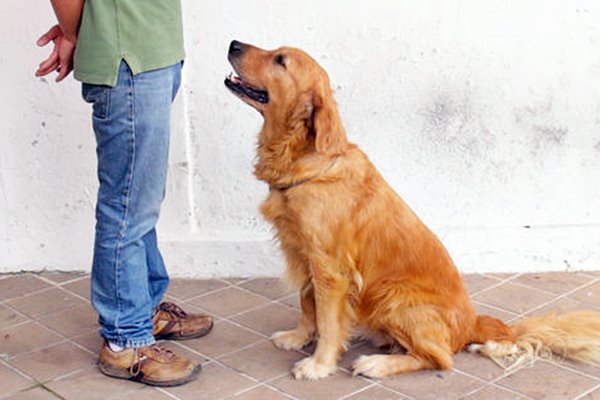 comandi di base per il cane