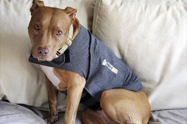 thundershirt per cani