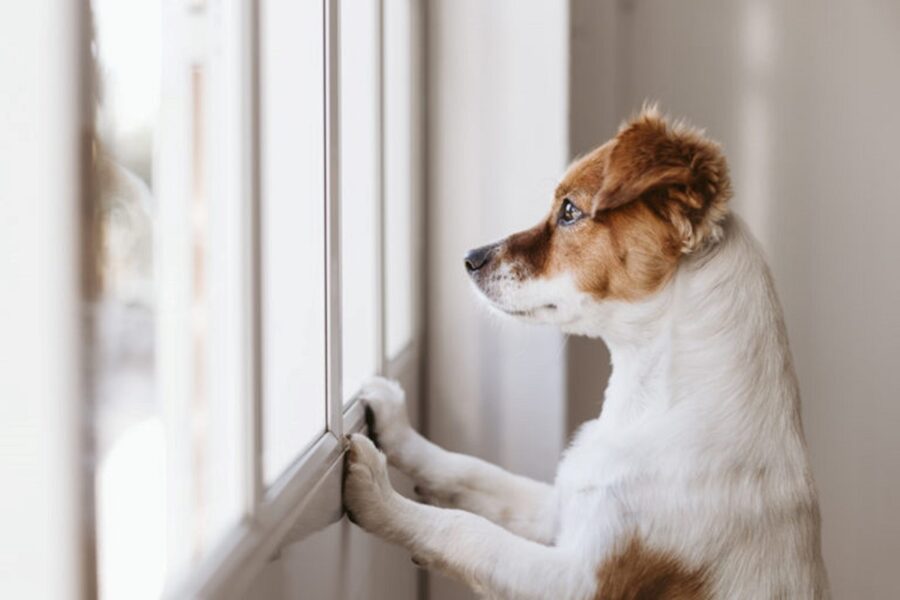 cane poggiato sul davanzale della finestra