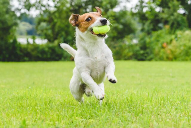 Come insegnare al cane a non correre in casa