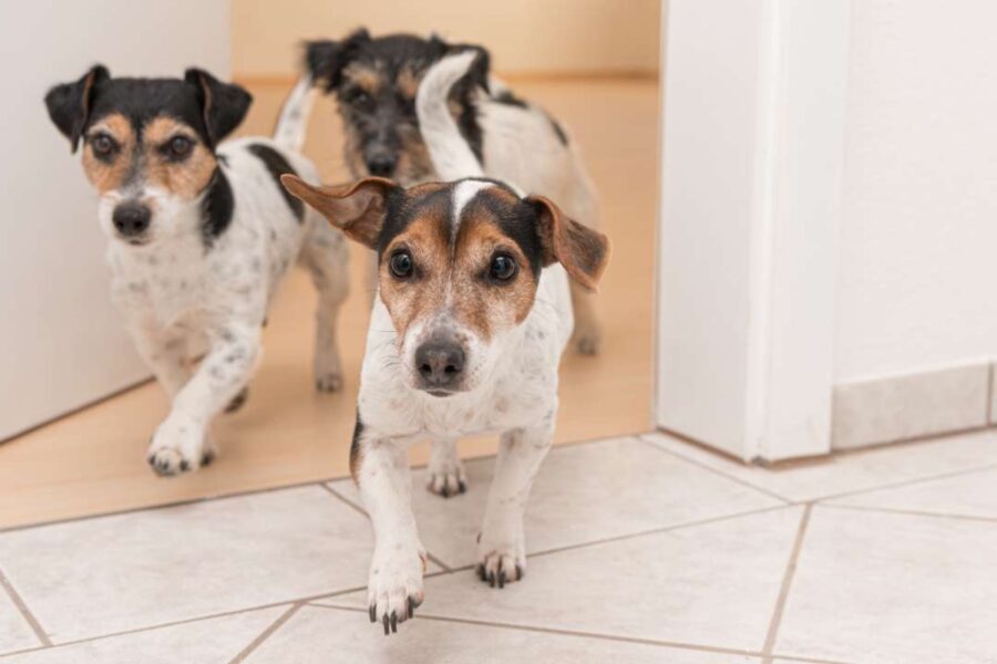 cuccioli di cane disobbedienti