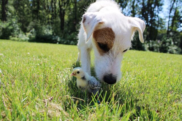 Come insegnare al cane a non far male alle galline