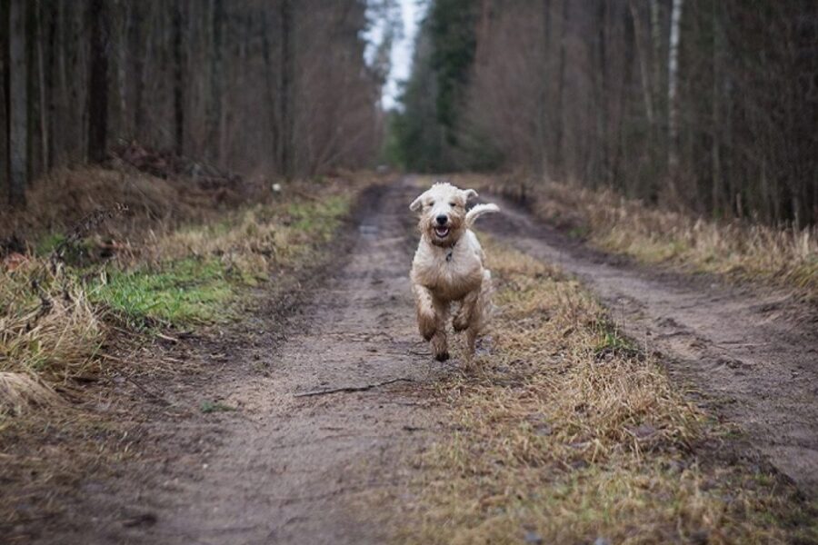 cane che rincorre una macchina